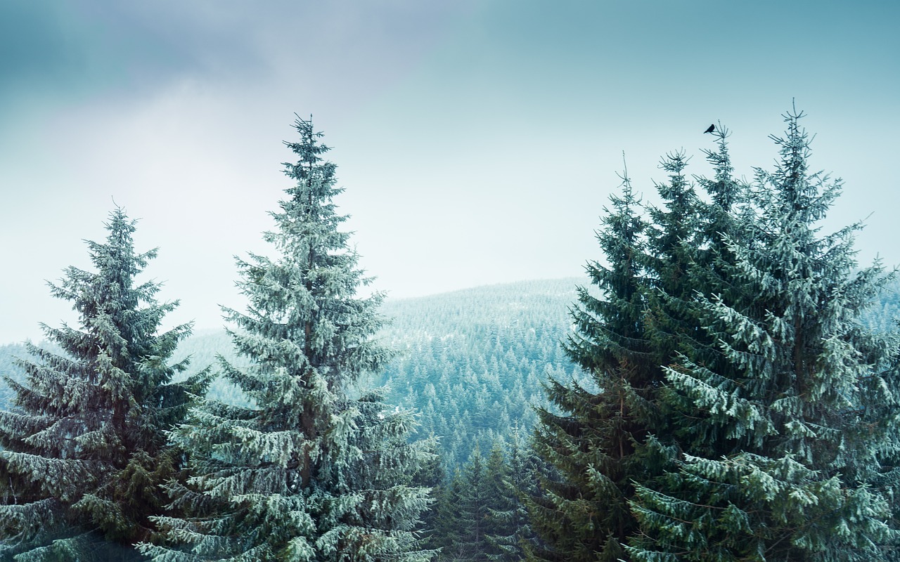 Accueil de notre site avec un paysage de sapin, matière première de nos granulés